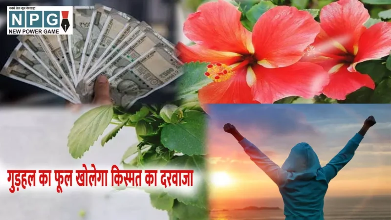 Gudhal phool se vastu upay: गुड़हल के फूल से करें ये वास्तु उपाय, धन की समस्या होगी दूर, रिश्तों में आयगी मिठास