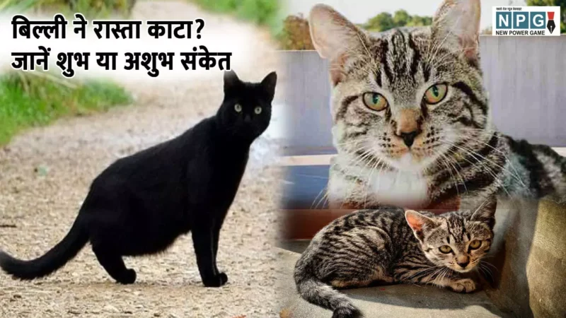Billi ka rasta katna: क्या बिल्ली ने आपका रास्ता भी काटा? जानिए बिल्ली का रास्ता काटना शुभ या अशुभ संकेत