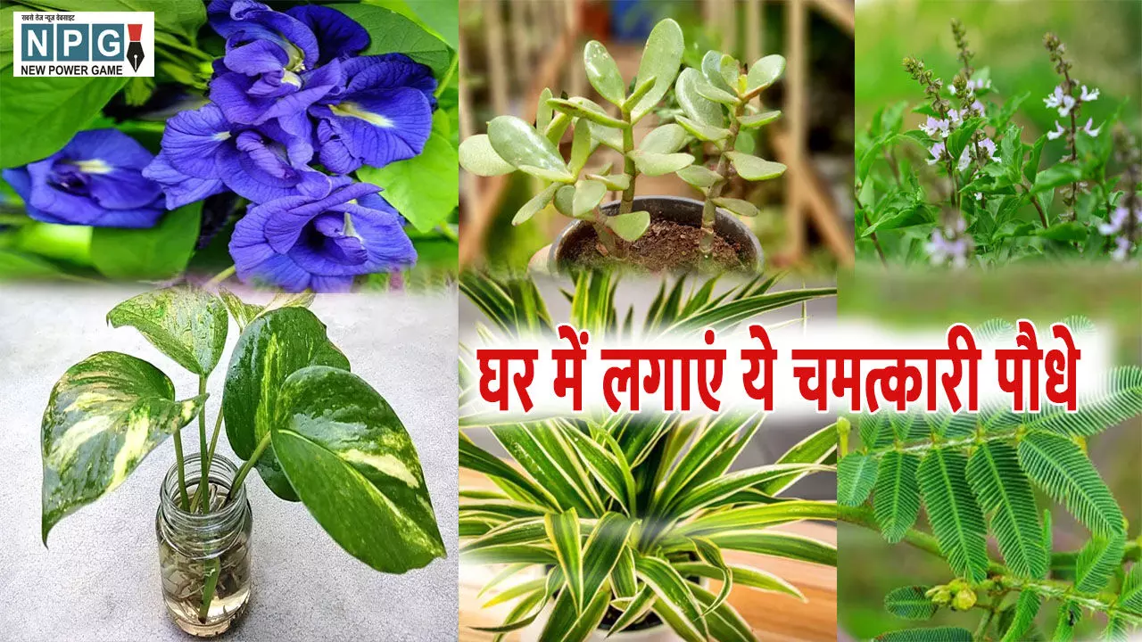 Good luck Ke liye plant: घर में लगाएं ये 'लकी प्लांट्स', चमकने लगेगी किस्मत
