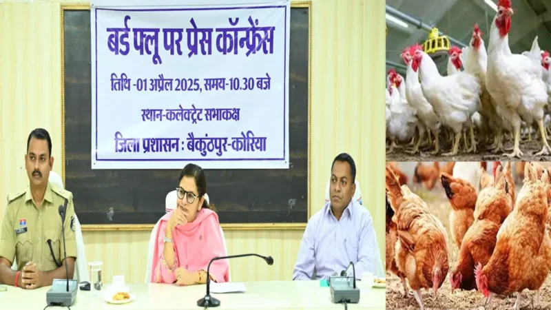 Koriya News: CG में बर्ड फ्लू की दस्तक, इस जिले में 40 हजार मुर्गे-मुर्गियों को किया गया दफन