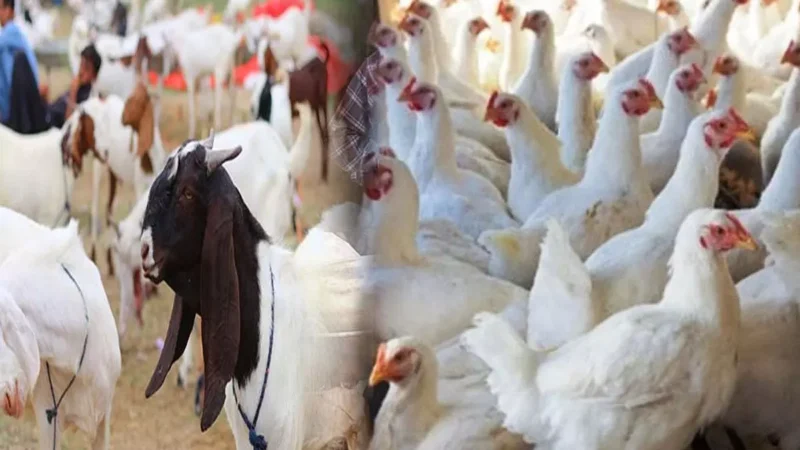 Raipur News: मांस-मटन पर प्रतिबंध, इस दिन नहीं खुलेंगी दुकानें, नियम तोड़ने पर होगी कड़ी कार्रवाई…