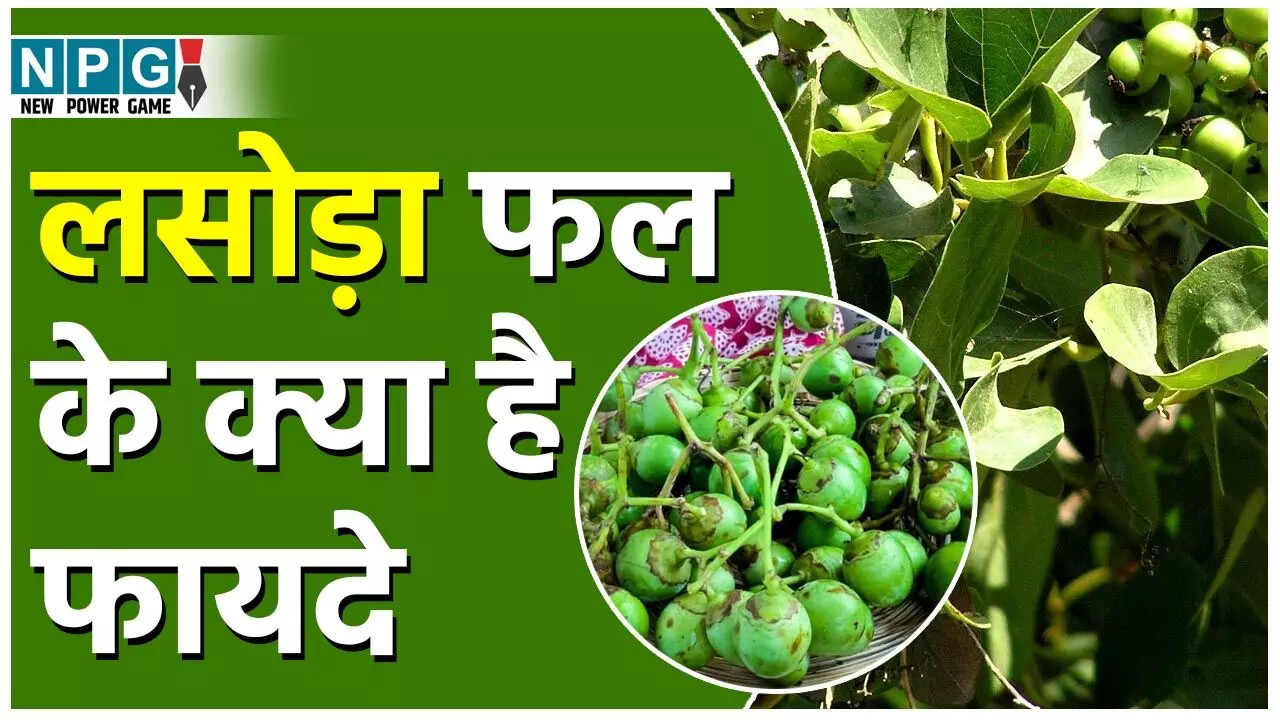 Lasoda ke Fayde: सिर्फ दो महीने ही मिलता है बहुउपयोगी फल लसोड़ा, इसके पेड़ के छाल-पत्ते भी उपयोगी, जाने कमाल के फायदे